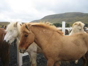 Iceland Ponies Being Rounded Up
