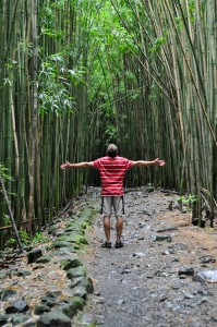 Bamboo thickets in Haleakala National Park