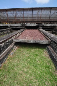 Large sliding drying racks are still used to cure beans in the tropical sun