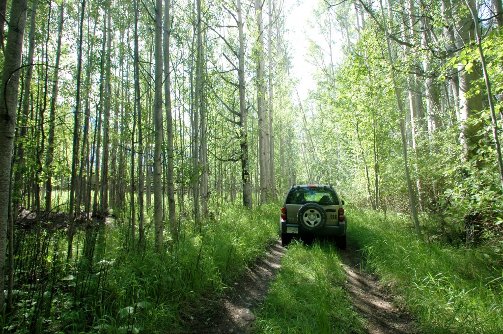 4-wheeling near old homesteads along Tote road in Tweedsmuir Park