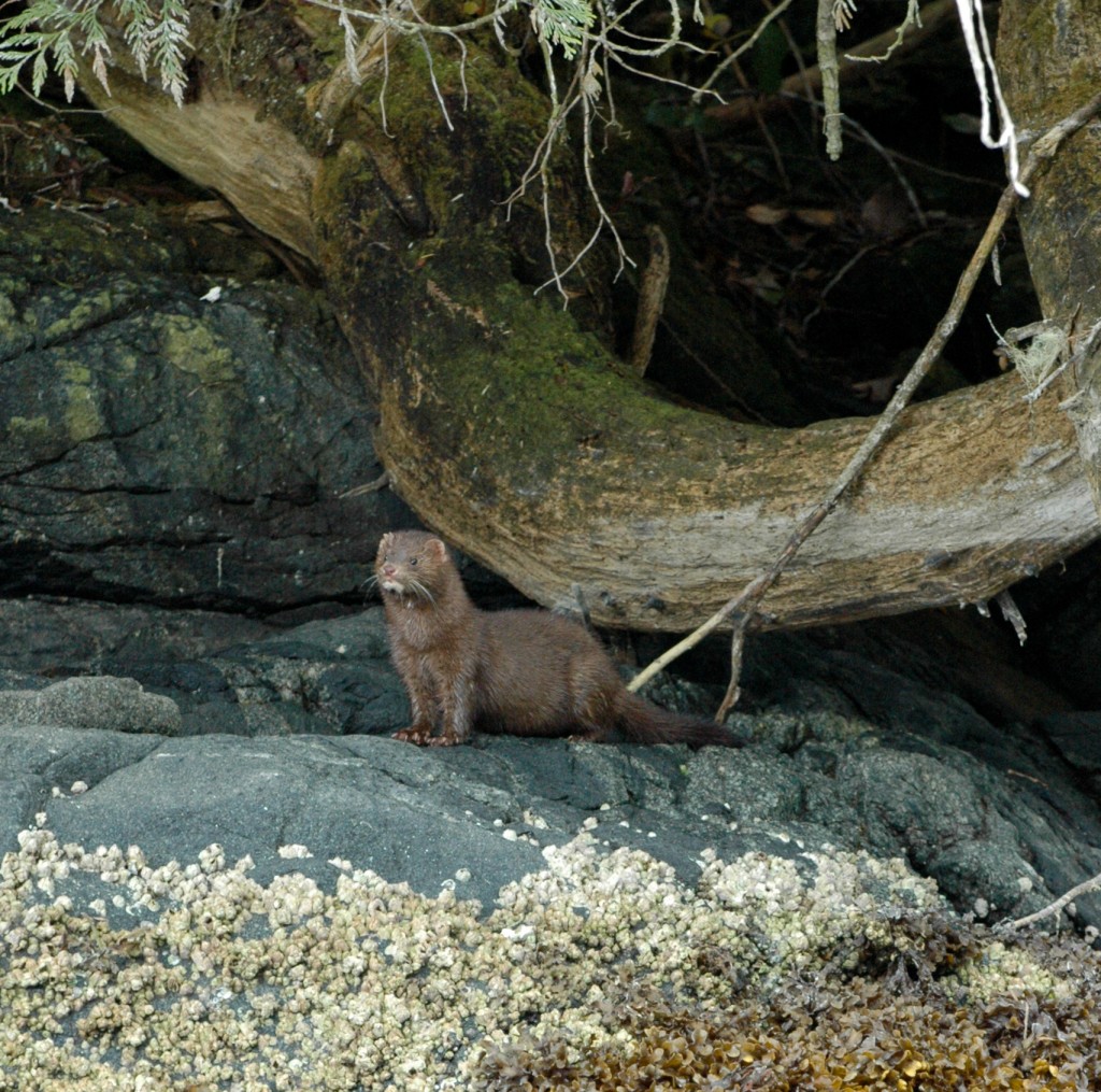 We spotted this Martin eating muscles at low tide.  Anyone can see a bear.  It's taken Jeff 40 years to spot one of these rare creatures.