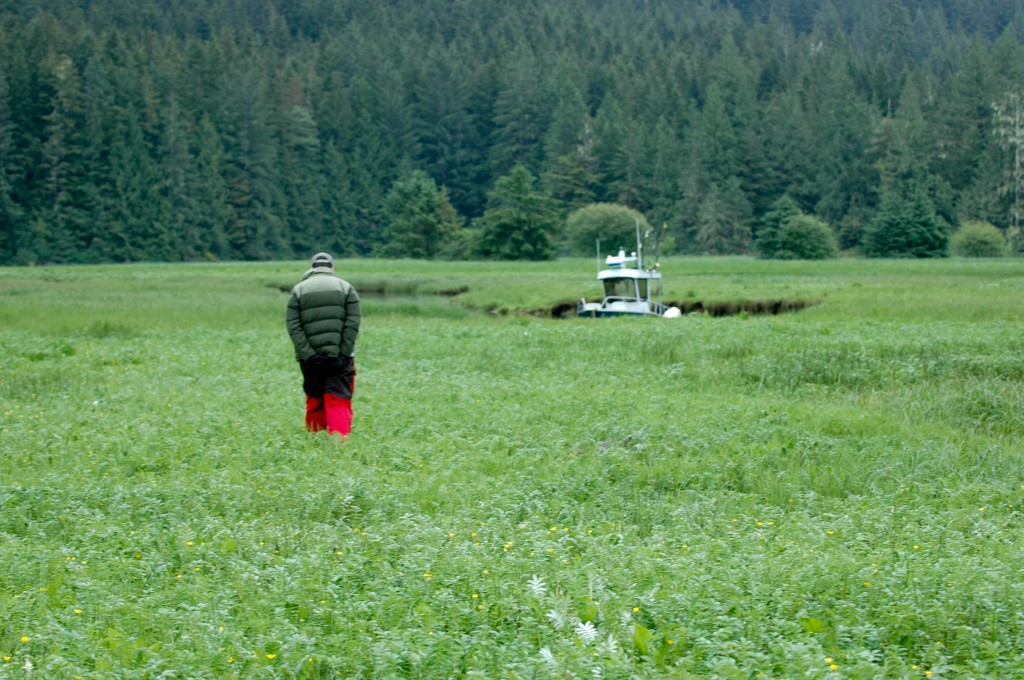 Following bear tracks through the sedge grass of a massive river estuary