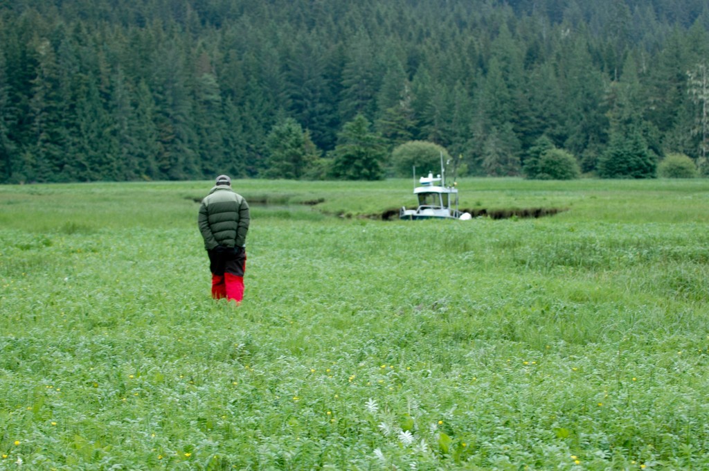 Following bear tracks through the sedge grass of a massive river estuary