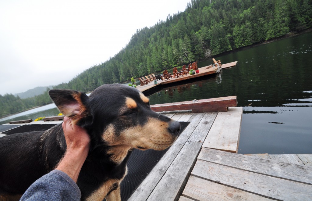 At least one of the camp dogs is trained to tree bears in the event that someone has a run in during a hike 