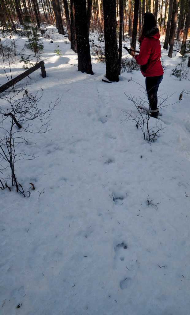 While Scouting our Frisbee Golf Course We Came Across These Tracks - Cougar?  Bear?