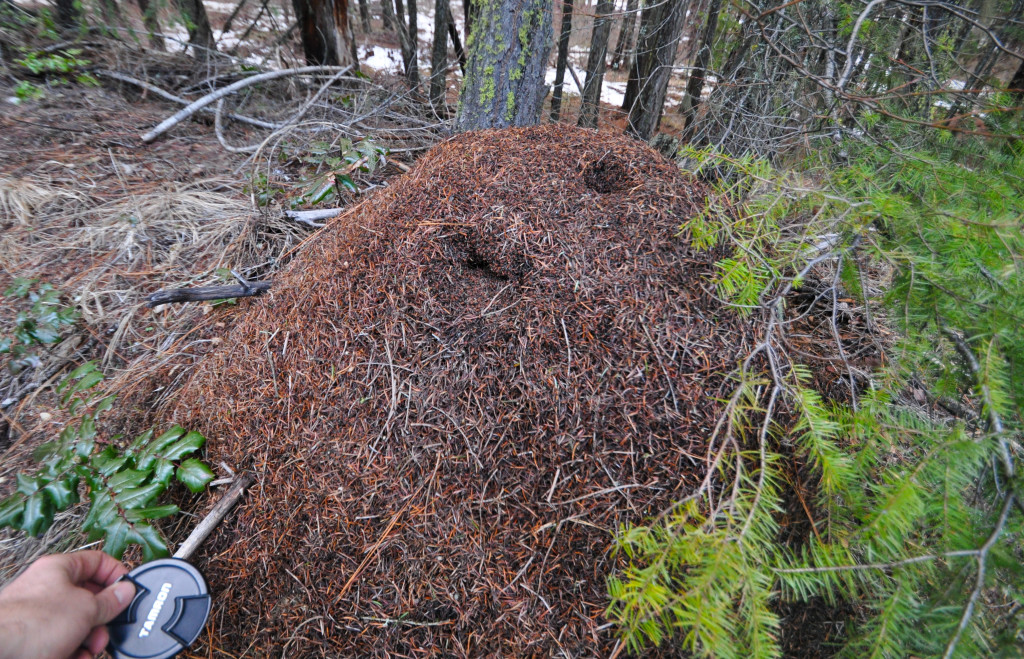 A Rather Large Ant Hill