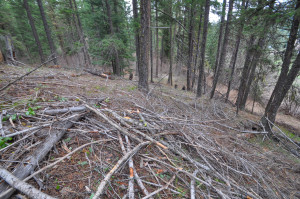 Dead Branches and Fallen Trees Are Lying and Cleaning Up Will be a Major Task This Summer