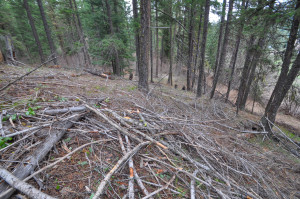 Dead Branches and Fallen Trees Are Lying and Cleaning Up Will be a Major Task This Summer