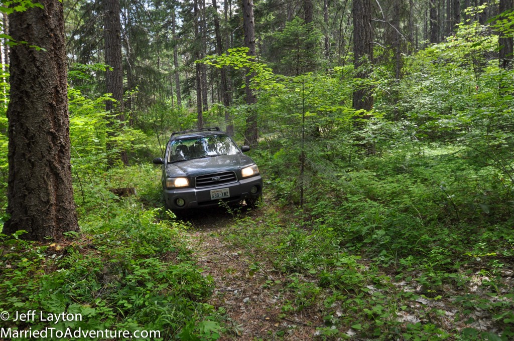 Clearing the root balls was the final step for opening the access road to cars