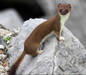 Stoat