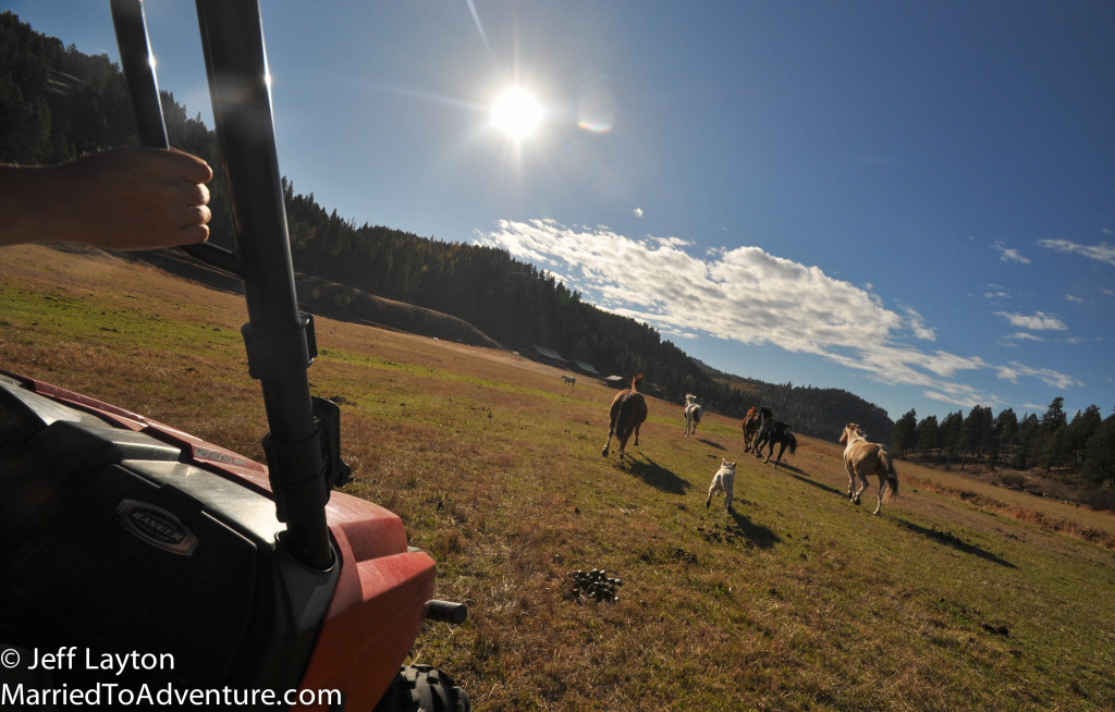 Rounding up the horses for the day