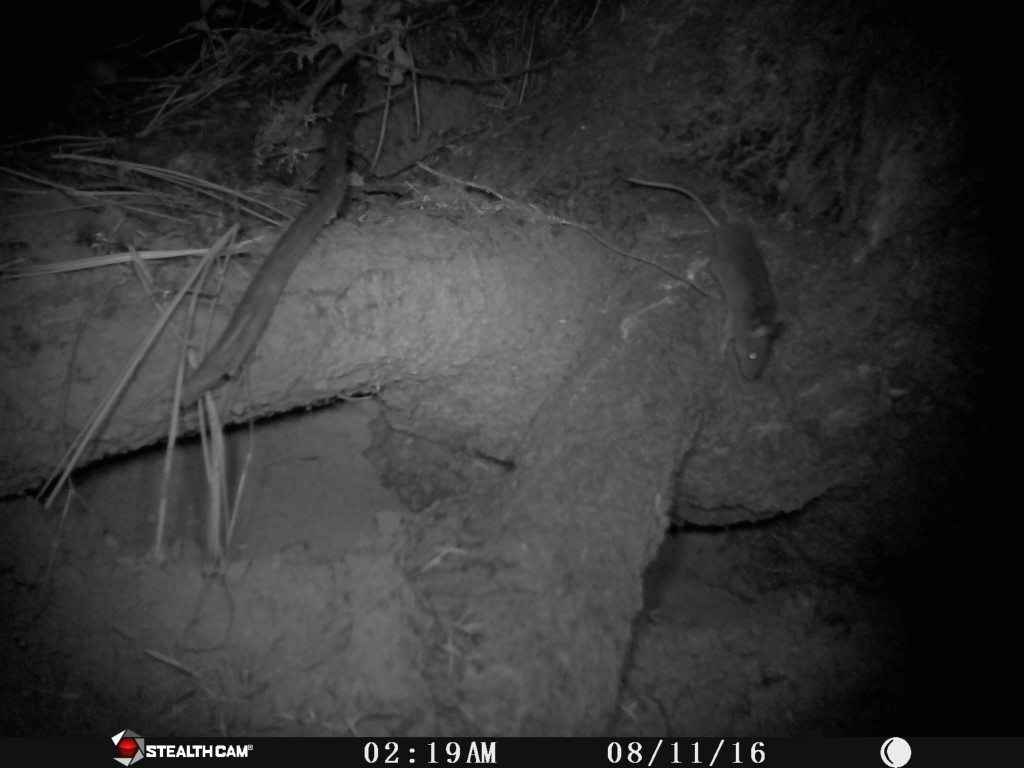 Setting the camera up near a series of holes by a stump, we caught this mouse in the middle of the night.