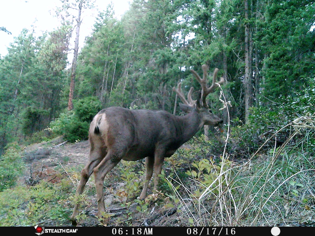 A 10-point buck wanders past our creature cam in the early morning hours