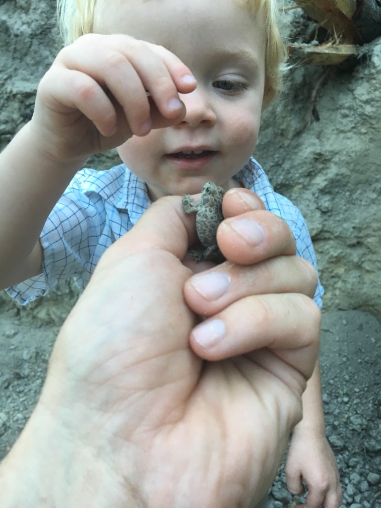 We found this baby toad roaming around the foundation of our future house