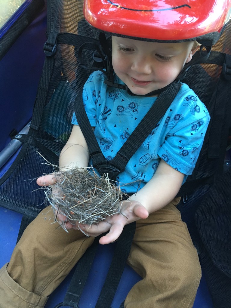 This bird nest was a welcome distraction from a long uphill bike ride